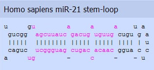 Budowa miR21